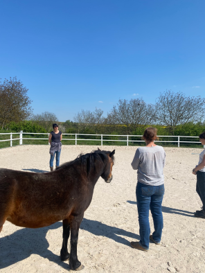 Ausbildung zum Pferdegestützten Coach