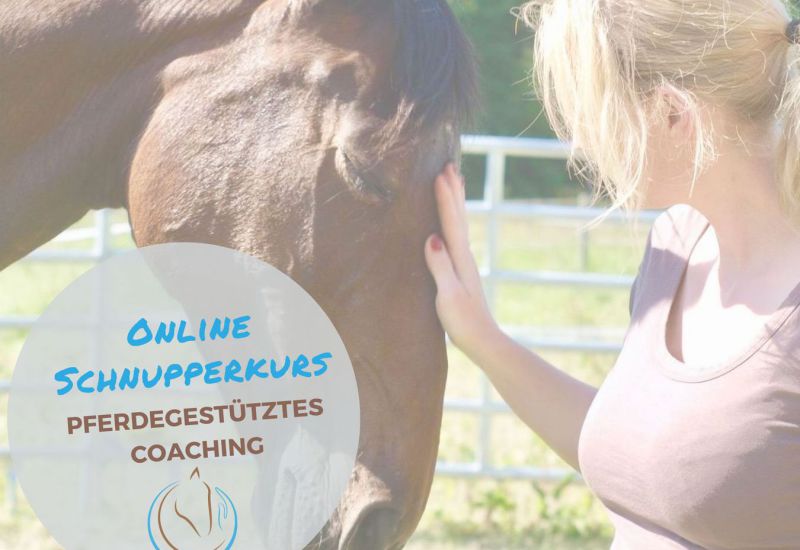 Pferdegestütztes Coaching online Kurs