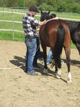 Workshop Beziehungstraining Pferd