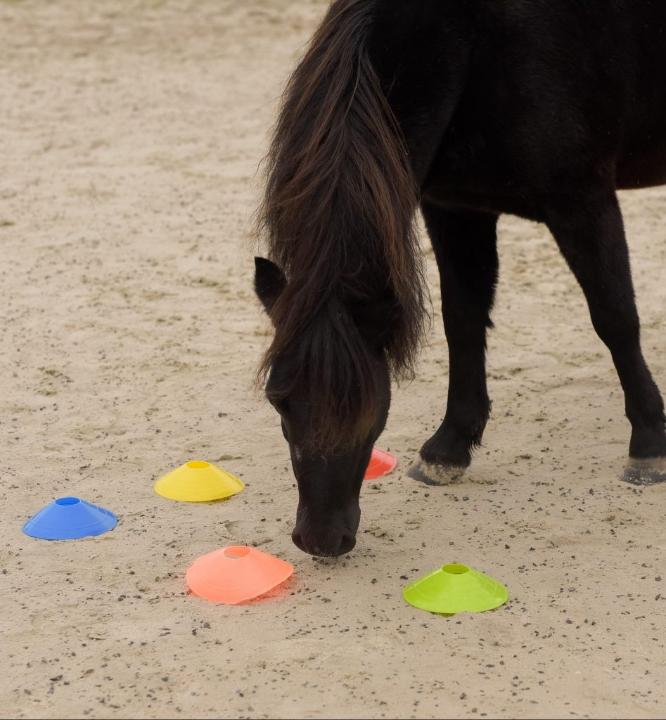 Pferd als Coach