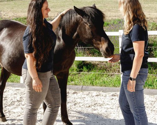 InnerCircle_PferdegestütztesCoaching_AlexandraLohr10